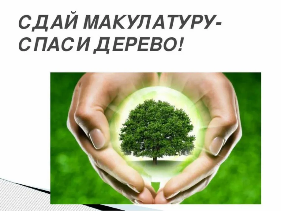 Сдай макулатуру-спаси дерево!